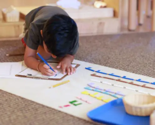 3K4A3106 a child engaged in a Montessori botany activity, learning about plant parts