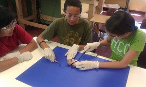 a child engaged in a Montessori botany activity, learning about plant parts